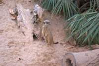 barcelonazoo6_small.jpg
