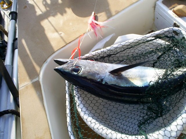 fisk3.jpg